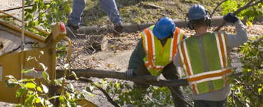 Tree Preservation and Beautification at Dixieland Tree Service