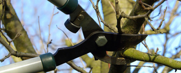 Tree Pruning with Dixieland Tree Service